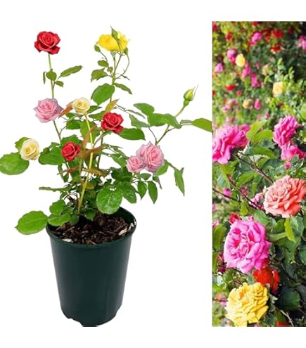 Zxxyanbi Rare Live Combo-3 Colour) Climbing Rose Flower Plant