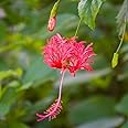 Live Spider Hibiscus flower Plant Jhumka Jaba Plant Good Flower Plant 1 Live Healthy plant