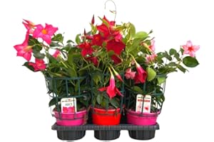 FIORI COMMESTIBILI BIO Dipladenia (6 PIANTE COLORI MISTI) - Fiori NON commestibili - Azienda agricola Carmazzi