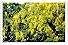 Produktbild Metall Poster Blechschilderplatte Blechschild Plakat Cassia Fistula Retro Weinlese Kunstdrucke by hamgaacaan (20x30cm)