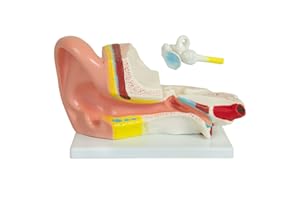 ‎MEDMOD Anatomie Modell Ohr des Menschen menschlicher Körper Anatomisches Menschliches Ohrmodell menschliche Modelle Gross 3-fach vergrößert Anatomy Lehrmodell MedMod