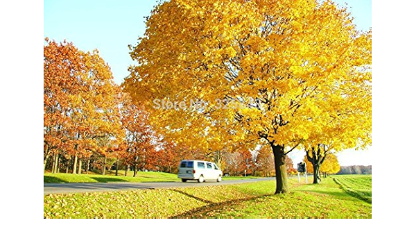 Generic seeds Golden Maple Tree Live Seed Home Garden Norway Maple Gold Tree Seeds Good Bonsai Suitable Price Will Up Soon Amazon In Garden Outdoors