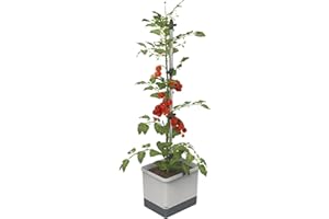 GUSTA GARDEN Tom Tomato - Vaso per pomodori - Sistema d'irrigazione con serbatoio d'acqua da 4,5L - Supporto per piante rampicanti - Gancio di fissaggio - Volume di terra da 20L - Piante rampicanti - Grigio chiaro
