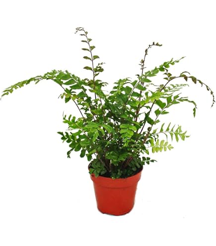 Nest-Farn 15-20 cm, in Hydrokultur (13/12er Kulturtopf), pflegeleichte  Zimmerpflanze, fr Halbschatten, beliebte Hngepflanze, Asplenium antiquum  : Amazon.de: Garten