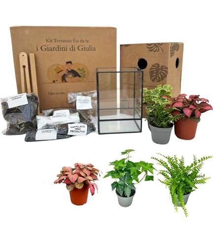 Terrario In Vetro Con Piante Naturali (Ficus Ginseng E Fitonia) - Giardino In Miniatura Autosufficiente, Annaffiatura 1 Volta All'Anno