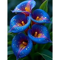 Wüstenrosen Rhizome - Trockenheitsresistent & Pflegeleicht