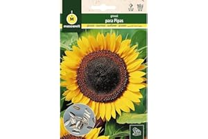 M MASCARELL SEMILLAS DESDE 1920 Mascarell Semillas, GIRASOL, Semillas Huerto, GIRASOL PARA PIPAS, Crea tu Propio Huerto Urbano y Cultivo en Casa, Plantas Hortícolas, 10 Gramos