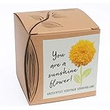 Kit di coltivazione "Sunshine Flower" per girasole teddy bear/pompon, da regalare