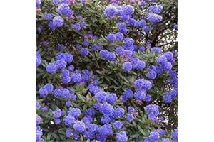 Carbeth Plants 2 X Ceanothus Shrub Blue Diamond Californian Lilac Evergreen Shrub - All Year Roud Purple Tone Flowering Hedging Plant - Outdoor Garden Ready