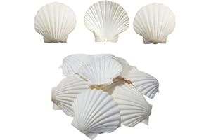 SKOOLOVE 16PCS White Scallops Shell 3-4inch Seashells Large Natural From Sea Beach Seashells for Crafting For DIY Fish Tank Vase Filler
