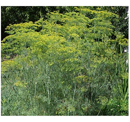 HERB - Dill - Mammoth - 1500 Seeds (Organic/BIO) - ANETHUM GRAVEOLENS