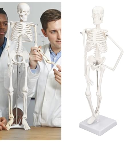 Esemplare Di Scheletro Di Topo In Resina Trasparente - Modello Didattico Per Studio Anatomia, Insegnamento Medicina