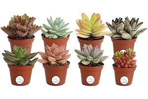 TODOCACTUS Pack de 8 Plantas Suculentas Mix Maceta 5cm Plantas Crasas Decorativas