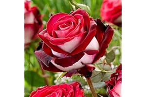 WJKWY-Q graine de rose plantes roses Rosiers grimpants Hardy Graines de couverture de sol Bonsaï Starter Plants Balcon Plantes en pot 300pcs