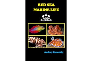 Red Sea Marine Life