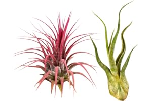 Mixed Air Plant Pack - Party In My Plants - Assorted Live Airplants Easy Care (2)