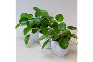 TROPICAL PLANTS UK 3 x Chinese Money Plant – House Plants Indoor, Pepeormia Peperomiodes in 9cm Pot, Suitable as Office Desk Plant