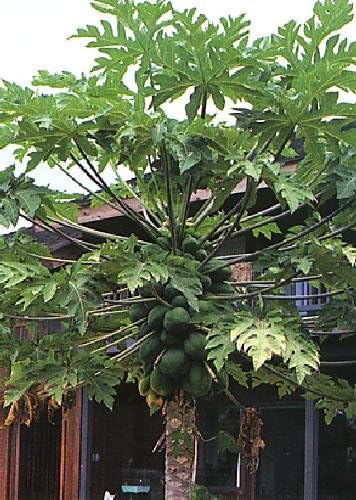 TROPICA - Melon Tree (Carica papaya) - 30 Seeds - Tropical Magic
