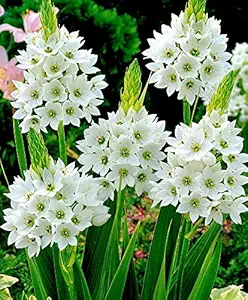Flower Bulb Ornithogalum Known As Star Of Bethlehem Super White Colour Exotic Flower Bulb Pack of 15 Bulbs