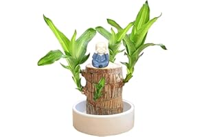 GENERISCH Brazilian Wood Lucky Plant 2024 Mini Brasilien Glücksholz Hydroponic Potted Stump Mini Plant Glücksbambus Office Desk Mini Brazil Lucky Wood Indoor Büro Desktop Pflanze Lustige Geschenke (Marine)