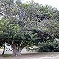Plant World Seeds - Ficus Religiosa Seeds (Tree & Shrub Seeds)