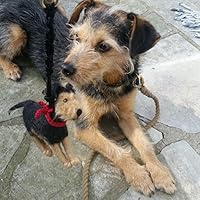 Kotbeutelspender nach einem Foto deines Hundes