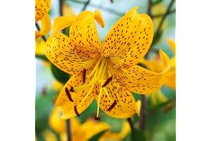 COOTO Giglio Bulbi Fiori Perenni da Esterno – Rizoma Giglio di Tigre Leichtlinni - Bulbi Giglio Piante Vere da Esterno - Gigli Fiori - Semi Fiori Perenni Giardino - Lilium Bulbi Fiore