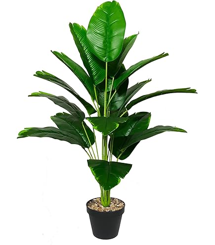 Nieuw huis? Ontdek 5 housewarming cadeau ideeën - Plants & Flowers Foundation