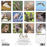 Image de Owls of North America 2017 Calendar