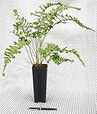 Farne- 5 Stk. Dryopteris affinis 'Cristata'- Garten...