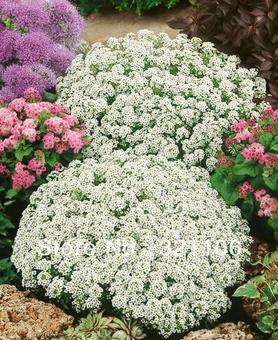Duft-Steinrich, Steinkraut weiß 250 Samen, Lobularia maritima (Alyssum White)