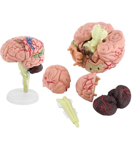 YYSDH 3D Cerveau Humain Modèle Anatomique, Paperweight (gravé Au Laser) En Science Verre Cristal Cube Cadeau (Pas De Base LED Inclus) (3.1X2x2 Pouces