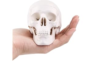 Ronten Mini-Schädelmodell – kleiner menschlicher medizinischer anatomischer Kopfknochen für Erwachsene für Bildung