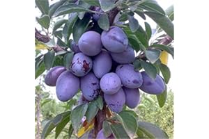 JOYGIFT Albero Di Susine, Altezza 150cm