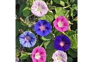 PAGANO DOMENICO E FIGLI SEMENTI DAL 1954 IPOMEA MISCUGLIO NR.100 SEMI