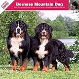 Image de CALENDAR 2016 - BERNESE MOUNTAIN DOG - AFFIXE