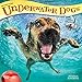 Produktbild Underwater Dogs – Hunde unter Wasser 2019 - 18-Monatskalender (Wall-Kalender)
