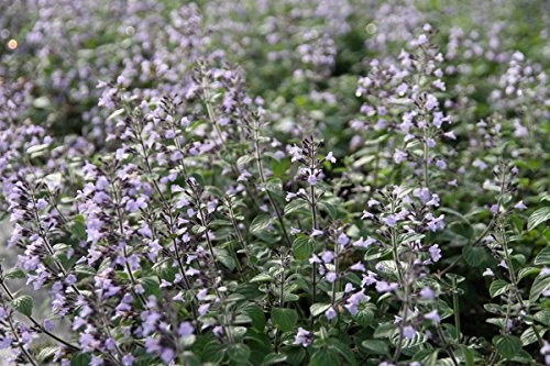 Calamintha nepeta 'Blue Cloud' - Im 0,5 lt. Vierecktopf