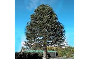 KUWUGI Arucaria Arucana - Monkey Puzzle Tree 20cm tall - 1 Litre Pot