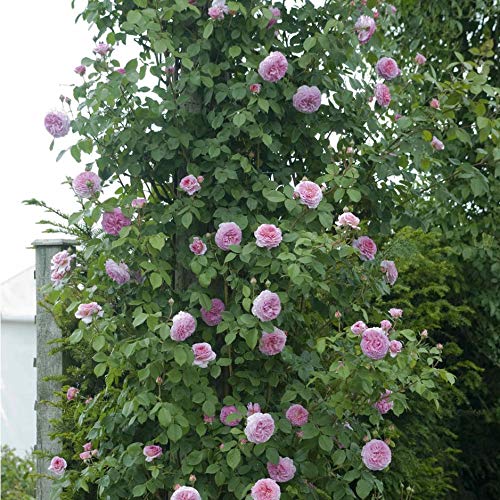 Susie 5 5lt Potted Climbing Garden Rose Apricot Orange Strong