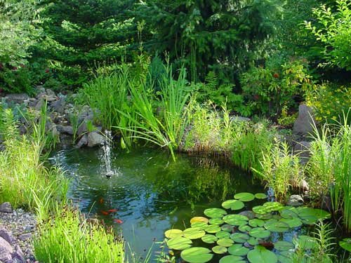 30 Wasserpflanzen für den Teich