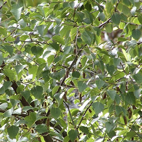 10 Silver Birch Betual Pendula Field Grown 2-3ft (60-90cm) Hedging Plants