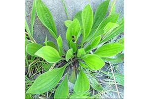 CORNWALL PLANTS Plantago lanceolata Plantain. Edible Fresh Feed for Reptiles, Terrarium Plant in 9cm Pot
