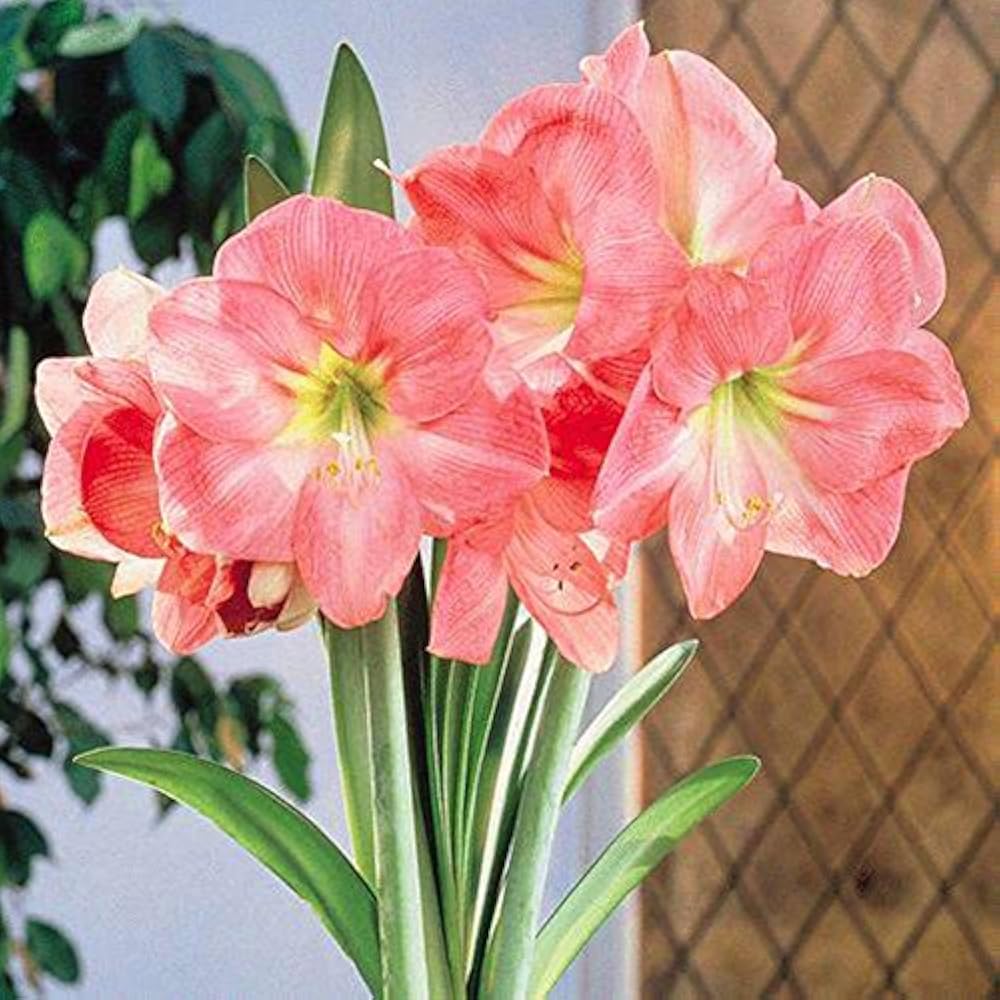 Купить Луковицы Амариллиса