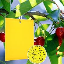 Filet De Protection Pour Arbres Fruitiers 1.8x1.8m - Anti-Oiseaux Et Insectes - Polyester - Extérieur