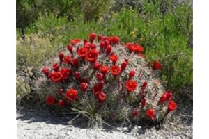 SVI Echinocereus triglochidiatus Hardy Kakteensamen!