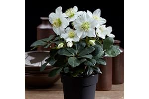 Hellebore Potted Garden Plant,Helleborus Christmas Rose, Winter Flowering, Attracts Pollinators, Patios & Gardens, 1 x Helleborus Christmas Carol Plant in a 12cm Pot by Thompson & Morgan