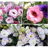 megcito Lisianthus (Lale G&uuml;l) Gelin Buketi Serisi - KARIŞIK (5 Tohum)