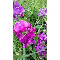 Vilmorin - Pois Vivace Varié Multicolore - Sachet De Graines Pour Fleurs Roses, Blanches, Pourpres