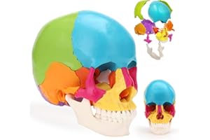 Ronten 22 Teile Lebensgröße explodierte anatomische Schädelmodell für Medizinstudent Human Anatomy Lehre und Studium (beinhaltet farbenfrohe Schädeldiagramme)
